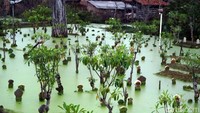 Ternyata banjir berwarna hijau itu berasal dari tanaman paku-pakuan air. Robby Bernardi/detikcom.