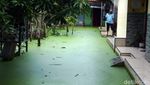 Penampakan Banjir Berwarna Hijau di Pekalongan