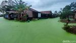 Penampakan Banjir Berwarna Hijau di Pekalongan