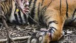 Kasihan! Anak Harimau Ini Terjebak Jerat