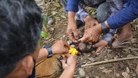 Tim gabungan Balai Konservasi Sumber Daya Alam (BKSDA) Aceh memotong kawat sling yang menjerat kaki anak Harimau Sumatera (Panthera Tigris Sumatrae).