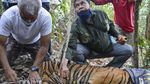 Kasihan! Anak Harimau Ini Terjebak Jerat