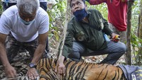 Mereka kemudian mengevakuasi anak harimau tersebut.