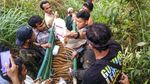 Kasihan! Anak Harimau Ini Terjebak Jerat