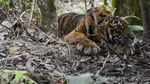 Kasihan! Anak Harimau Ini Terjebak Jerat
