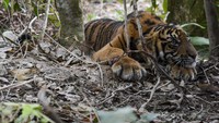 Seekor anak Harimau Sumatera (Panthera Tigris Sumatrae) terkena jerat di Desa Gulo, Darul Hasanah, Aceh Tenggara, Aceh, Sabtu (23/1/2021).