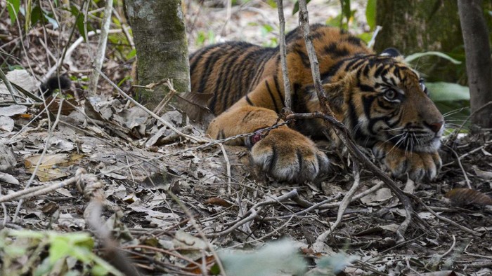 ANAK HARIMAU SUMATERA TERKENA JERAT DI ACEH Tim gabungan Balai Konservasi Sumber Daya Alam (BKSDA) Aceh memikul anak Harimau Sumatera (Panthera Tigris Sumatrae) yang terkena jerat di Desa Gulo, Darul Hasanah, Aceh Tenggara, Aceh, Sabtu (23/1/2021). ANTARA FOTO/Faisal Selian/Lmo/foc.