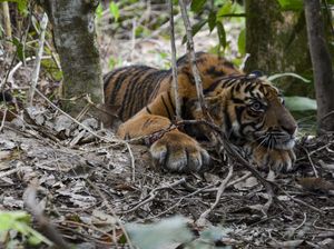 Kasihan! Anak Harimau Ini Terjebak Jerat