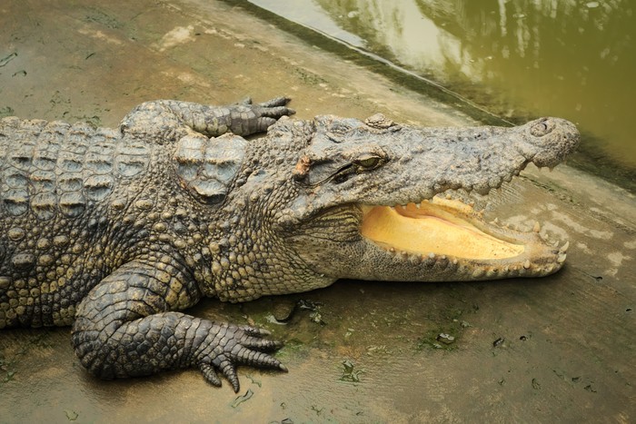 Siamese crocodile (Crocodylus siamensis) on a farm near My Tho, Vietnam. This is an endangered species of medium-sized freshwater crocodiles native to Indonesia.