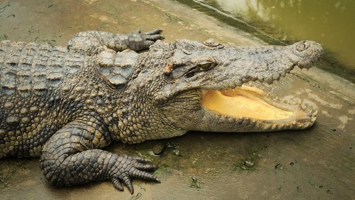 Siamese crocodile (Crocodylus siamensis) on a farm near My Tho, Vietnam. This is an endangered species of medium-sized freshwater crocodiles native to Indonesia.
