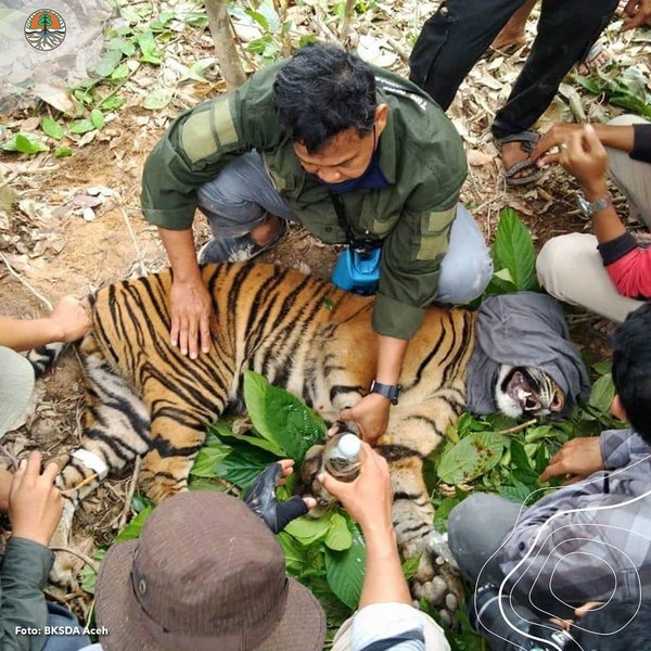 Balai Konservasi Sumber Daya Alam (BKSDA) Aceh pun mengirimkan Tim Medis untuk melakukan upaya penyelamatan. (Instagram @kementerianlhk) Balai Konservasi Sumber Daya Alam (BKSDA) Aceh pun mengirimkan Tim Medis untuk melakukan upaya penyelamatan. (Instagram @kementerianlhk)