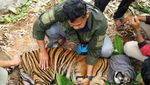 Kasihan Harimau Sumatera Kena Jerat