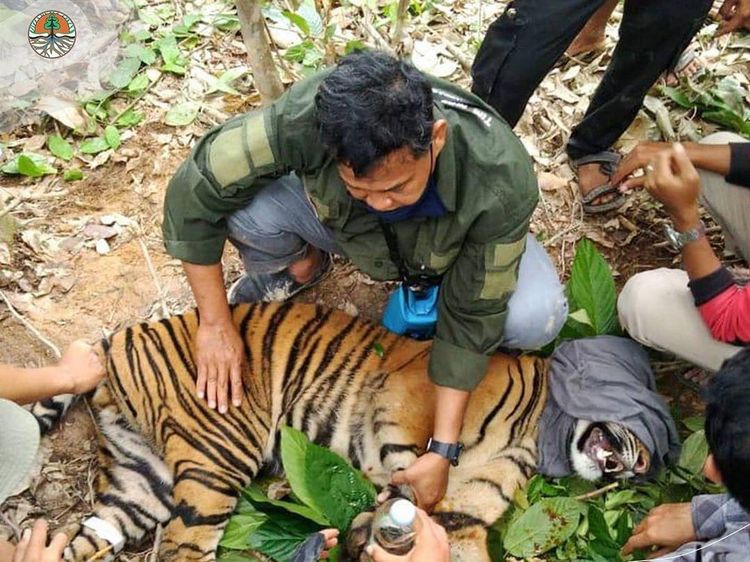 Kasihan Harimau Sumatera Kena Jerat