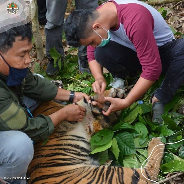 Dari pantauan BKSDA, harimau Sumatera itu sangat lemah karena dehidrasi saat ditemukan. Tim medis memperkirakan harimau ini sudah terjerat selama tiga hari. (Instagram @kementerianlhk) Dari pantauan BKSDA, harimau Sumatera itu sangat lemah karena dehidrasi saat ditemukan. Tim medis memperkirakan harimau ini sudah terjerat selama tiga hari. (Instagram @kementerianlhk)