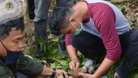 Dari pantauan BKSDA, harimau Sumatera itu sangat lemah karena dehidrasi saat ditemukan. Tim medis memperkirakan harimau ini sudah terjerat selama tiga hari. (Instagram @kementerianlhk)
