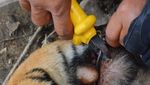 Kasihan Harimau Sumatera Kena Jerat