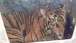 Kasihan Harimau Sumatera Kena Jerat