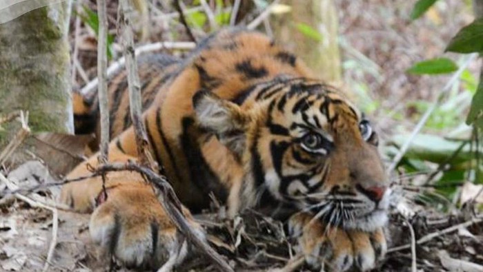 Harimau Sumatera