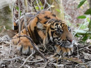 Duh! Seekor Harimau Sumatera Terluka karena Jerat