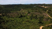 Masa keemasan profesi itu tak berlangsung lama, pada 2016 sebagian hutan Gunung Lendono diubah menjadi lahan kelapa sawit, sehingga produksi madu menurun signifikan.  
