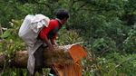 Mengais Legitnya Madu Hutan Gunung Lendono