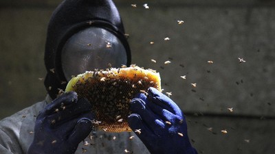 Mengais Legitnya Madu Hutan Gunung Lendono