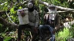 Mengais Legitnya Madu Hutan Gunung Lendono