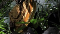 Madu telah manjadi sumber penghidupan Triono (45) selama 25 tahun. Pengalaman blusukan hutan dan keahliannya memburu sumber madu, menjadikan Triono didapuk mengetuai kelompok profesi pemburu madu bernama Margasari yang beranggotakan 21 orang pada tahun 2014.  