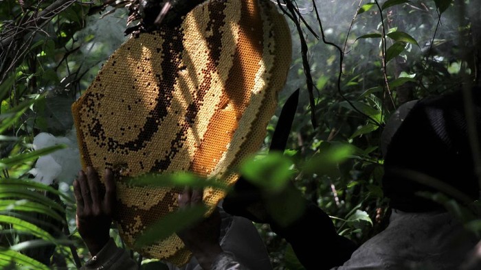 Petani pemburu lebah madu menunjukan tawon gong usai mengambil madunya di kawasan Gunung Landono di Desa Landono 2, Kecamatan Landono, Konawe Selatan, Sulawesi Tenggara.