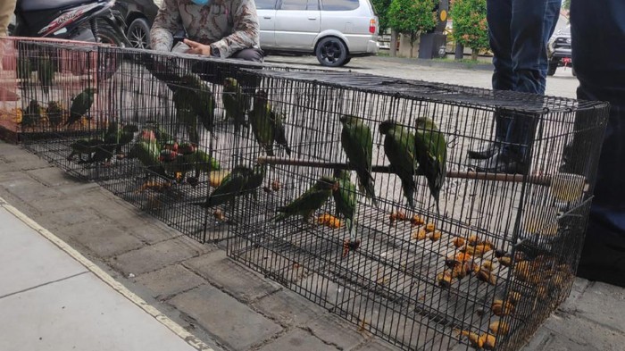 Jual Satwa Dilindungi Lewat Facebook, PNS di Pemprov Riau Ditangkap (Foto: Istimewa)