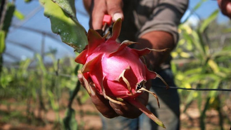 Kamalam: Identik dengan China, nama buah naga diganti menjadi 'teratai' di Gujarat