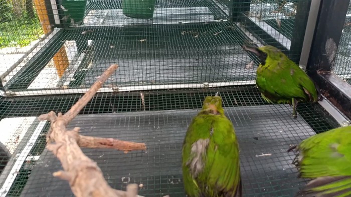 Petugas Karantina Parepare Gagalkan Penyeludupan Ratusan Burung Tanpa Dokumen