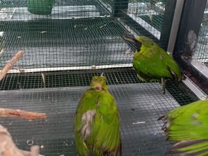 Petugas Karantina Gagalkan Penyelundupan Ratusan Burung di Parepare