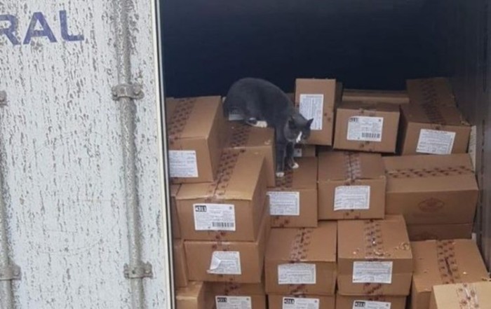 Kucing Super, 3 Minggu Bertahan dalam Kontainer Tanpa Makan dan Minum