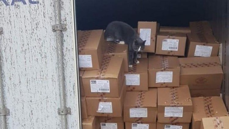 Kucing Super, 3 Minggu Bertahan dalam Kontainer Tanpa Makan dan Minum Kucing Super, 3 Minggu Bertahan dalam Kontainer Tanpa Makan dan Minum