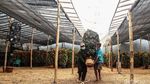 Masa Pandemi, Permintaan Pohon Jeruk Imlek Turun Hingga 15 Persen