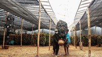 Pohon jeruk ini banyak dijual menjelang tahun baru Imlek.