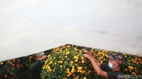 Pohon ini diyakini sebagai lambang keberuntungan dan kemakmuran bagi warga keturunan Tionghoa.