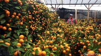 Pohon ini dijual dengan harga Rp 800 ribu sampai Rp 2,5 juta.