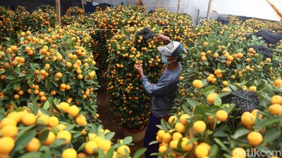 Masa Pandemi, Permintaan Pohon Jeruk Imlek Turun Hingga 15 Persen