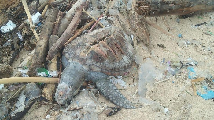 Miris! Bangkai Penyu Ditemukan di Tumpukan Sampah Pantai Bali (Foto: Istimewa)