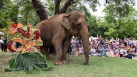 Untuk merayakan ulang tahun Gajah lansia ini, pihak kebun binatang menyiapkan kue ulang tahun membentuk angka 64.  