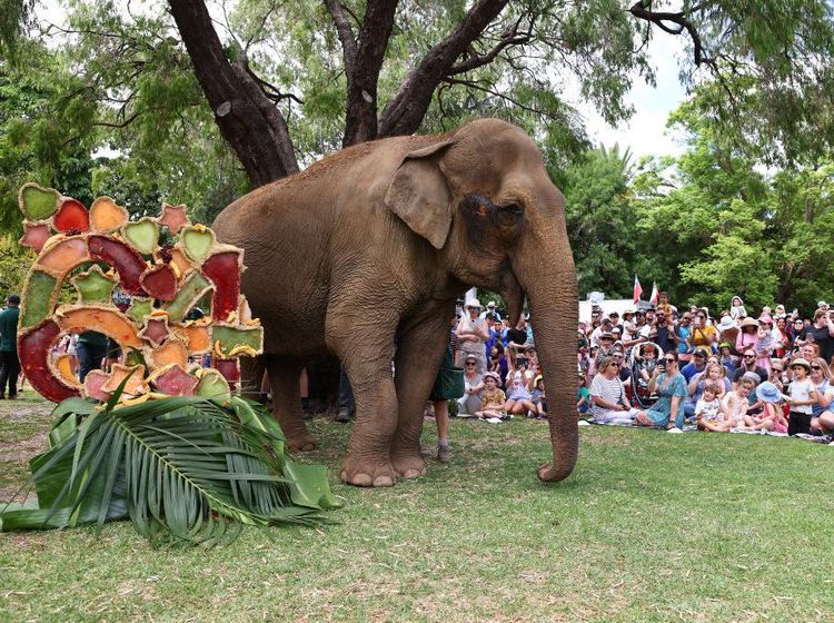 Momen Gajah Australia Rayakan Ulang Tahun ke-64
