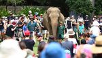 Momen Gajah Australia Rayakan Ulang Tahun ke-64