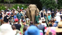 Momen perayaan gajah ini juga disaksikan oleh para pengunjung.  