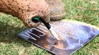 Gajah yang dipanggil Tricia ini merayakan ulang tahunnya yang ke-64 tahun.  
