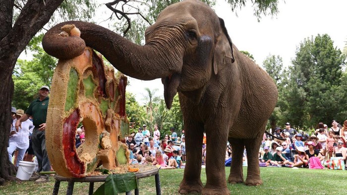 PERTH, AUSTRALIA - JANUARY 24: Perth Zoo's elderly asian elephant Tricia signs books after enjoying her birthday cake at Perth Zoo on January 24, 2021 in Perth, Australia. At 64 years old, Tricia the elephant is one of the oldest animals at Perth Zoo. (Photo by Paul Kane/Getty Images)