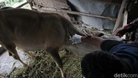 Penyuntikan dilakukan usai hewan tersebut pulang dari kandang sementara di pengungsian desa Glagaharjo.