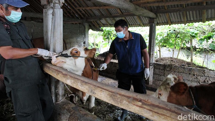 Pulang Mengungsi, Hewan Ternak Ini Disuntik Vitamin Sejumlah hewan ternak warga Sleman, Yogyakarta, disuntik vitamin. Penyuntikan vitamin B Komplek ini dilakukan usai hewan ini pulang dari pengungsian.