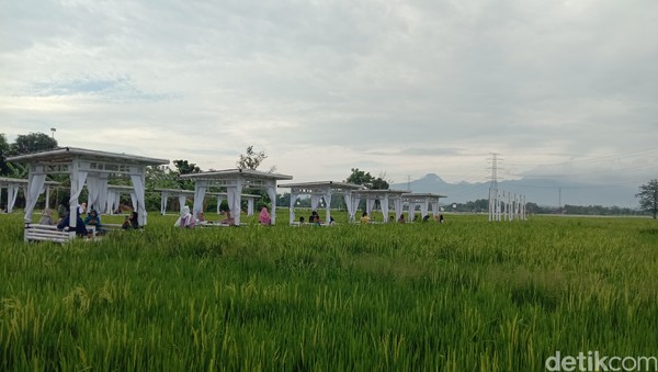 Resto Natural berada di tengah hamparan tanaman padi yang hijau. Belum lagi dari Resto Natural terlihat jelas ada Gunung Muria. Resto Natural berada di tengah hamparan tanaman padi yang hijau. Belum lagi dari Resto Natural terlihat jelas ada Gunung Muria.